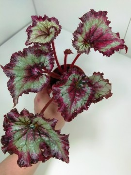 Стартер Tie Dye